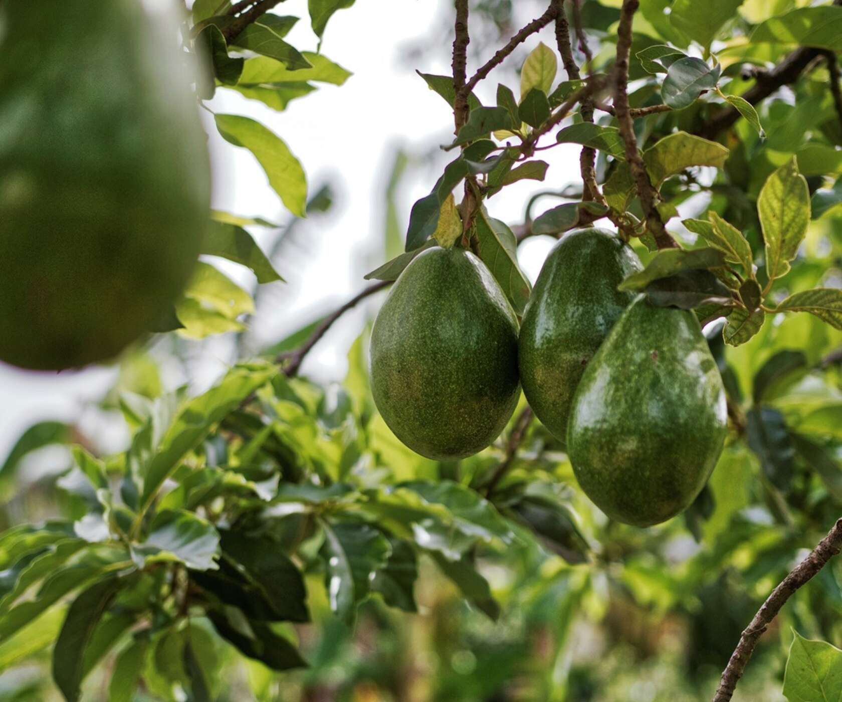 잎이 무성한 나무 가지에 여러 개의 초록빛 아보카도가 매달려 있는 모습.