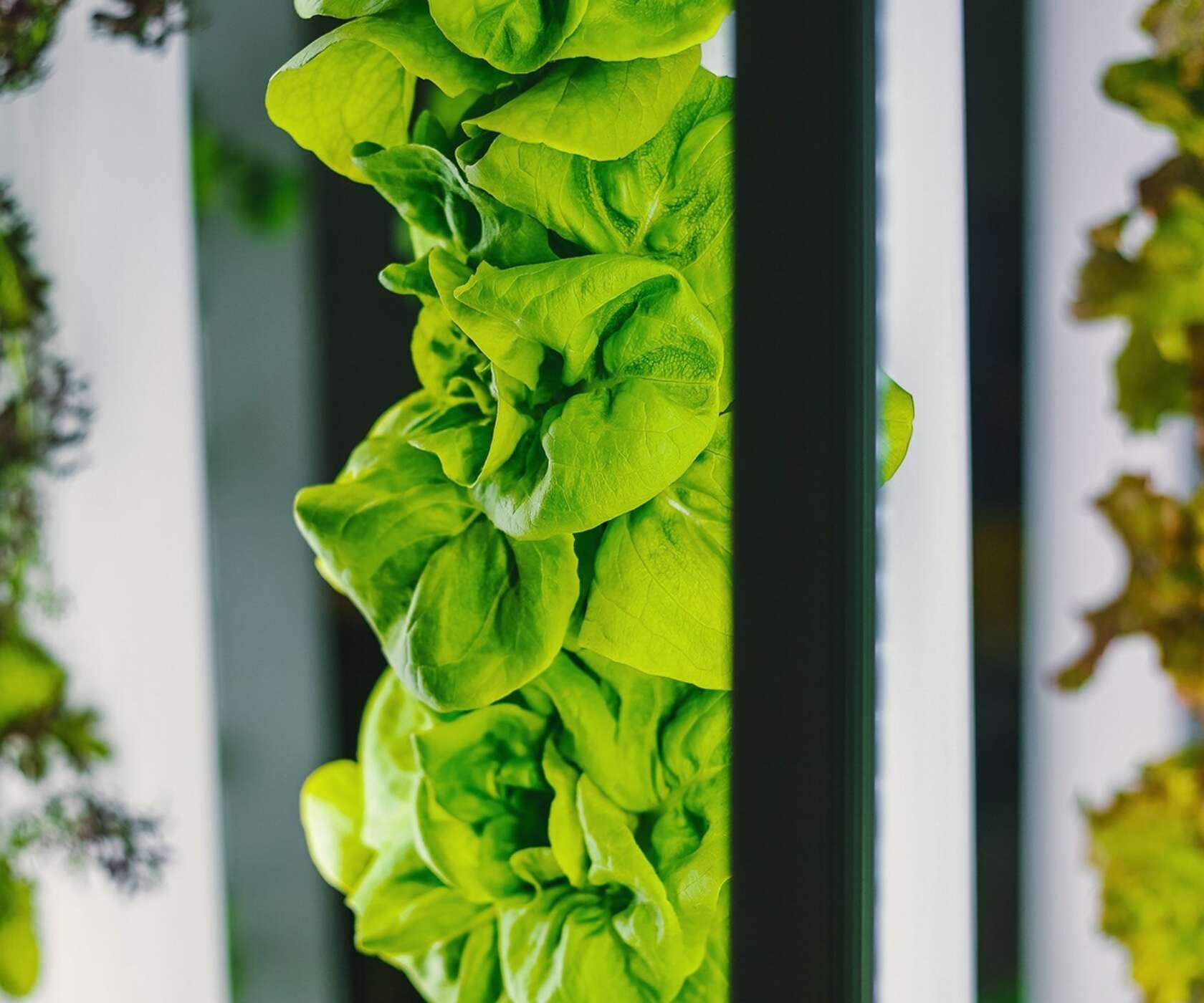 Nahaufnahme von hellgrünen Salatblättern in einem vertikalen Anbausystem, zwischen weißen Stäben und dunklen Profilen.