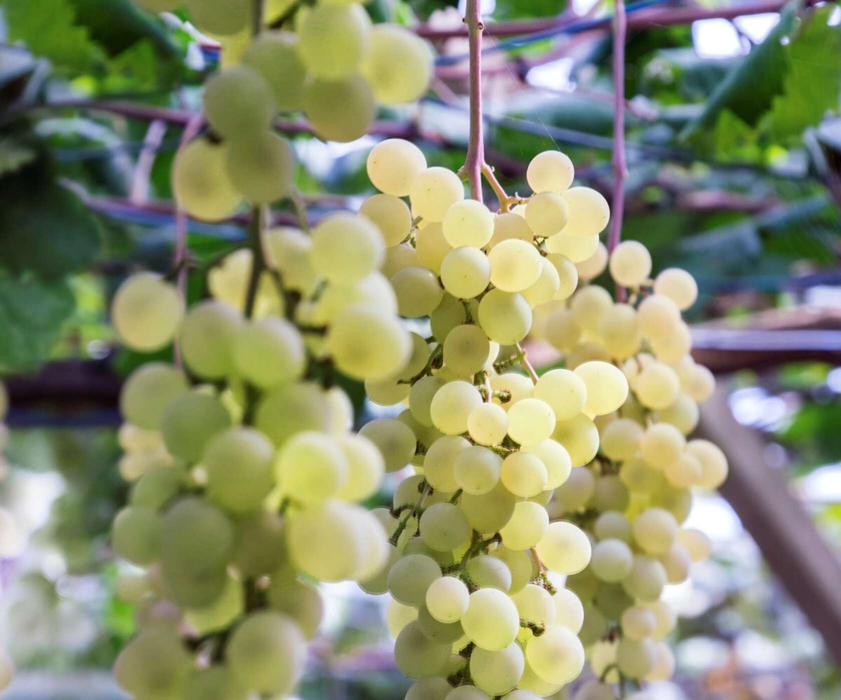 햇빛 아래 연두색 포도 송이들이 줄기에 매달려 있는 모습으로, 초록 잎이 배경에 흐릿하게 보인다.