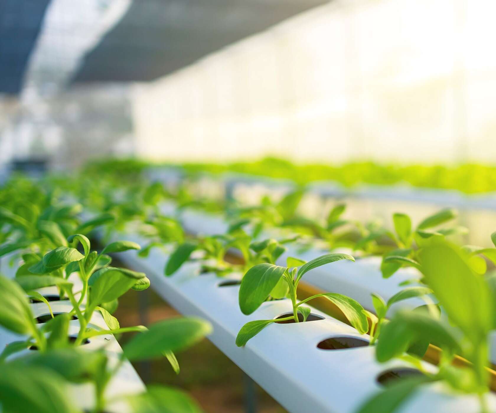 Üvegházban hidroponikus csatornában növő zöld növények, élénk levelekkel.