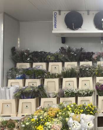 Black Tulip Middle East Image2