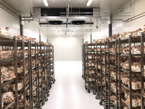 Sterile white cultivation room with long rows of wheeled metal racks densely packed with brown and white mushrooms growing on substrate.