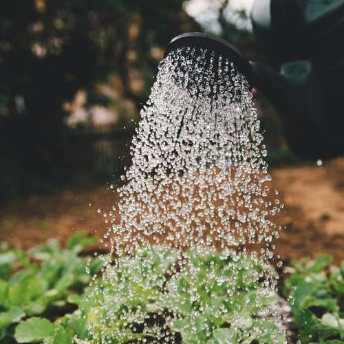 A black watering can pours a spray of water droplets over green garden plants, with a blurred outdoor background.