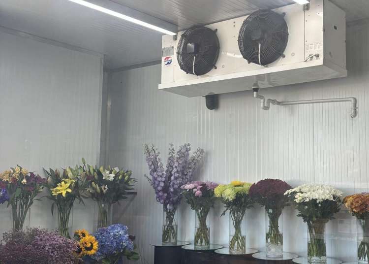 Black Tulip Middle East Image3