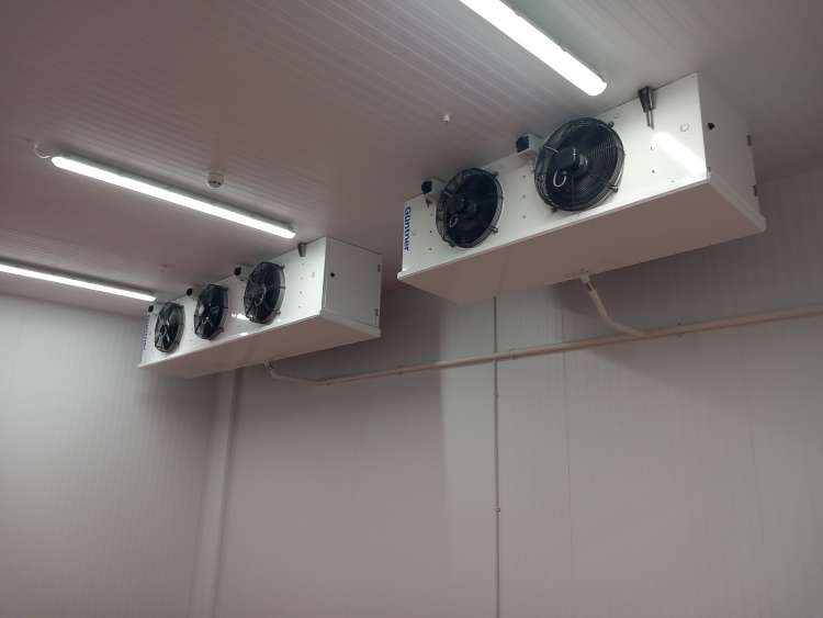 Different Dog Image 5